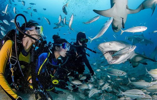 深海潜水探险指南：探索未知的海洋世界