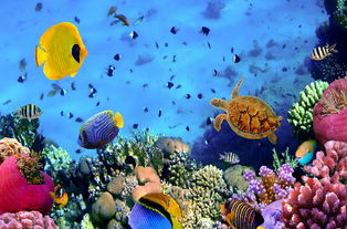 水下世界：一个充满神秘与美丽的领域